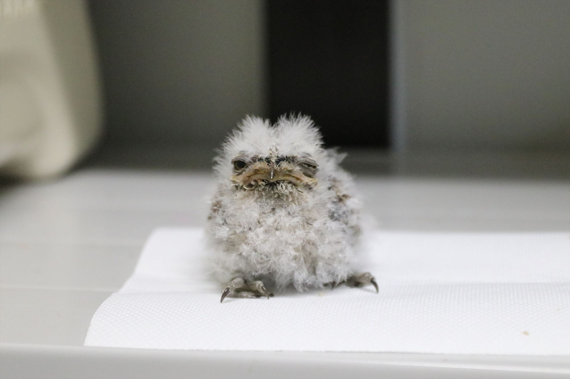 Animal kingdom banner